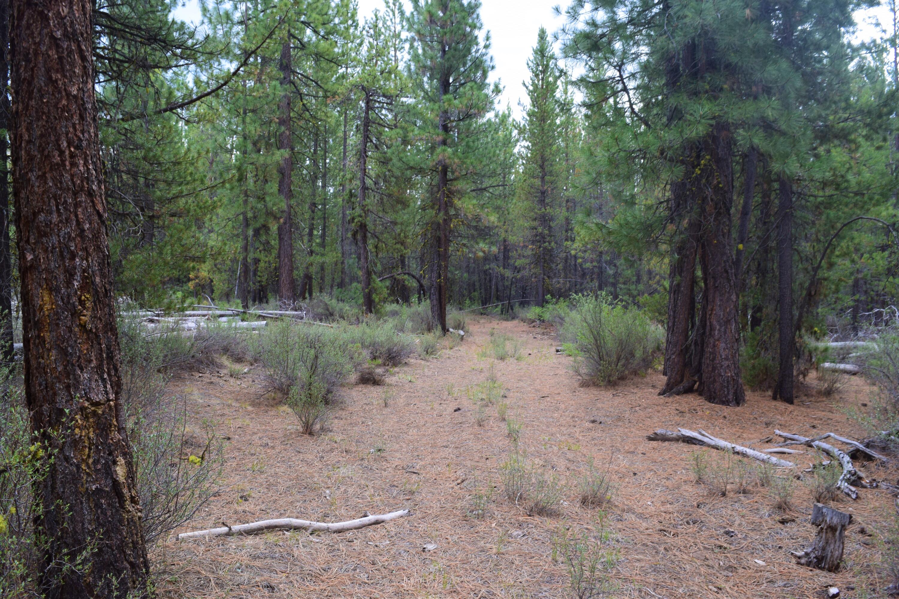Bull Pine Bly, OR 97622 - Photo 4 of 7 DSC_0086