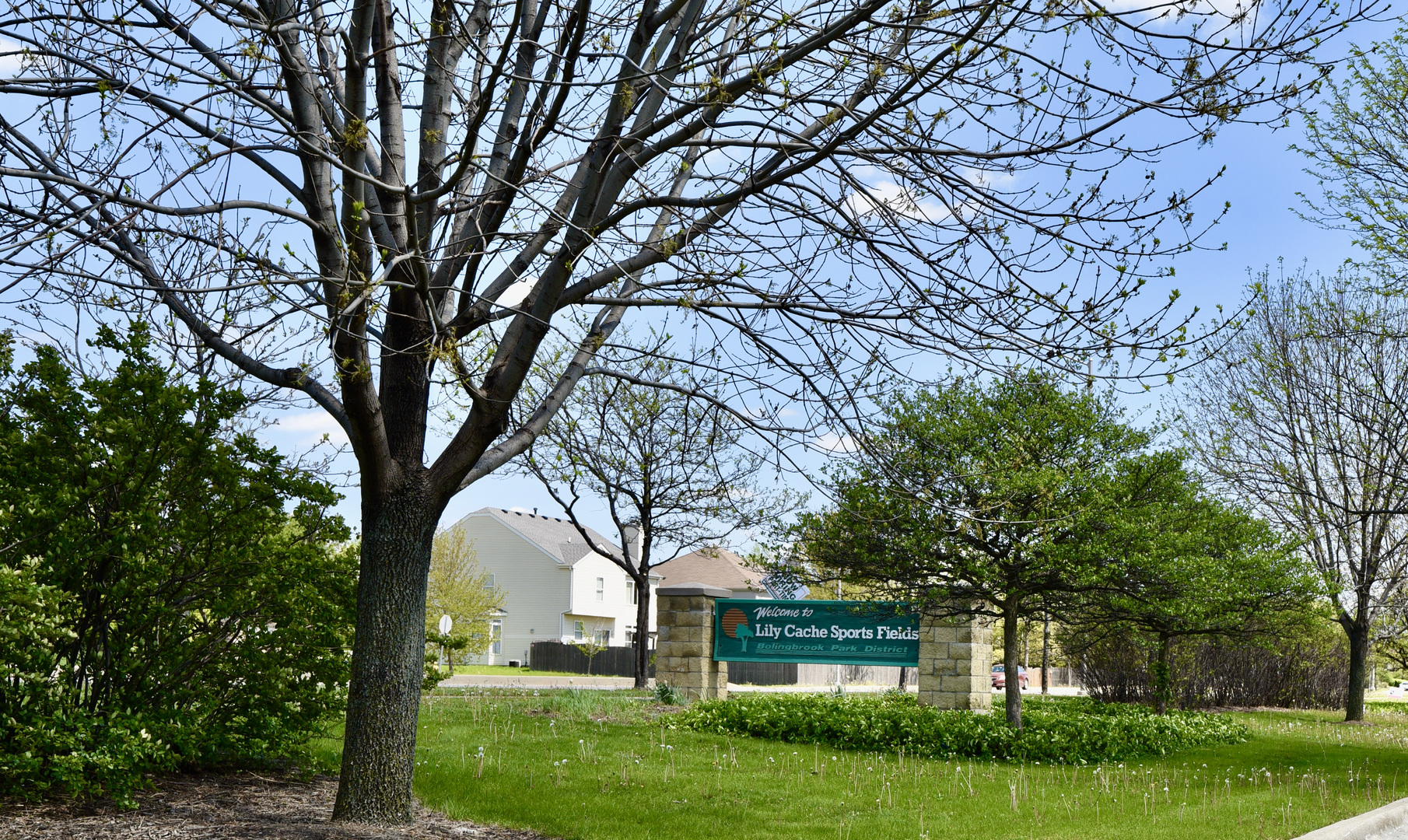 1389 Lily Cache Lane Bolingbrook, IL 60490 - Photo 42 of 45 a large tree in the garden in the front of it