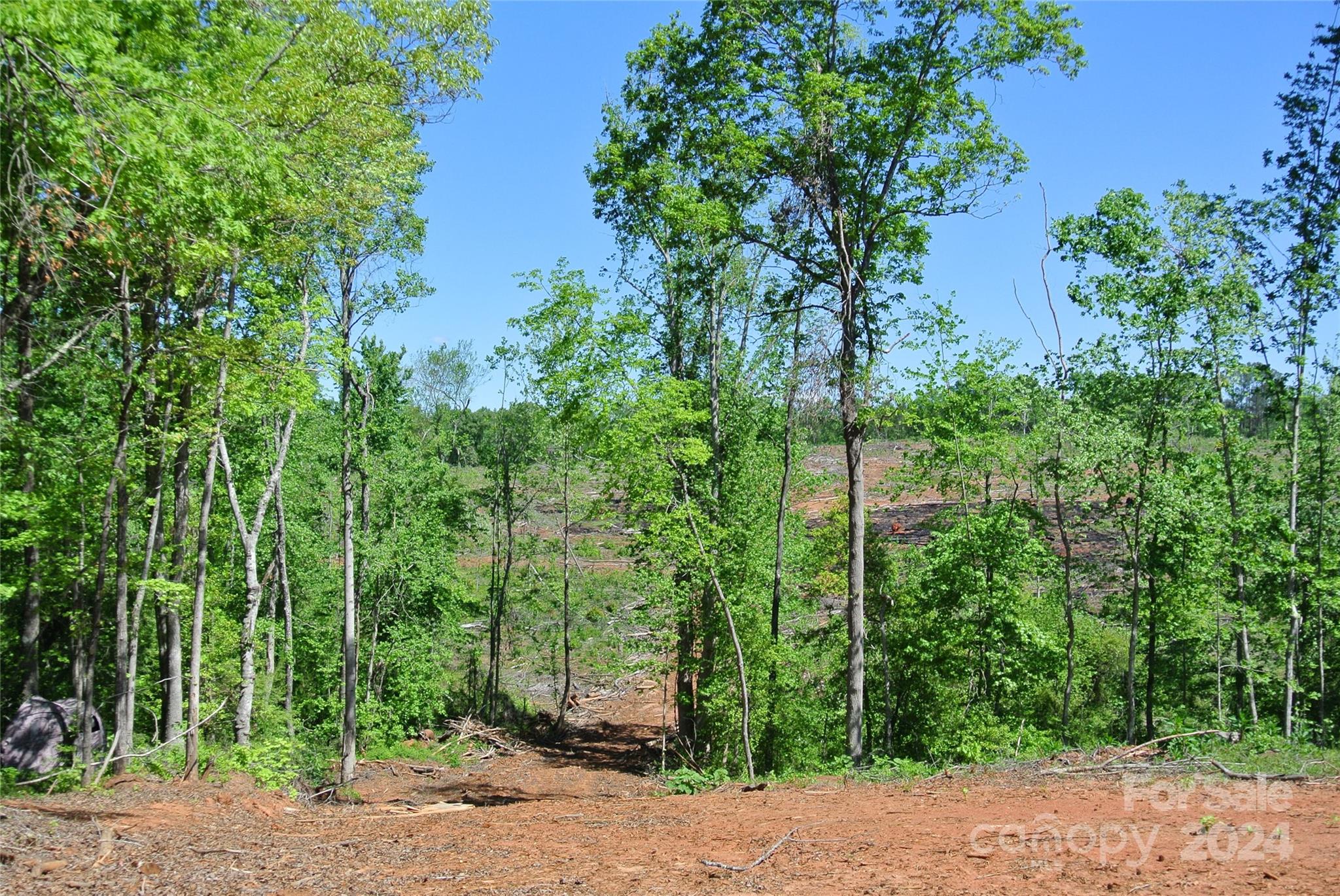 a view of a park with a plants and trees