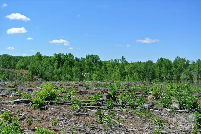 a view of a bunch of trees