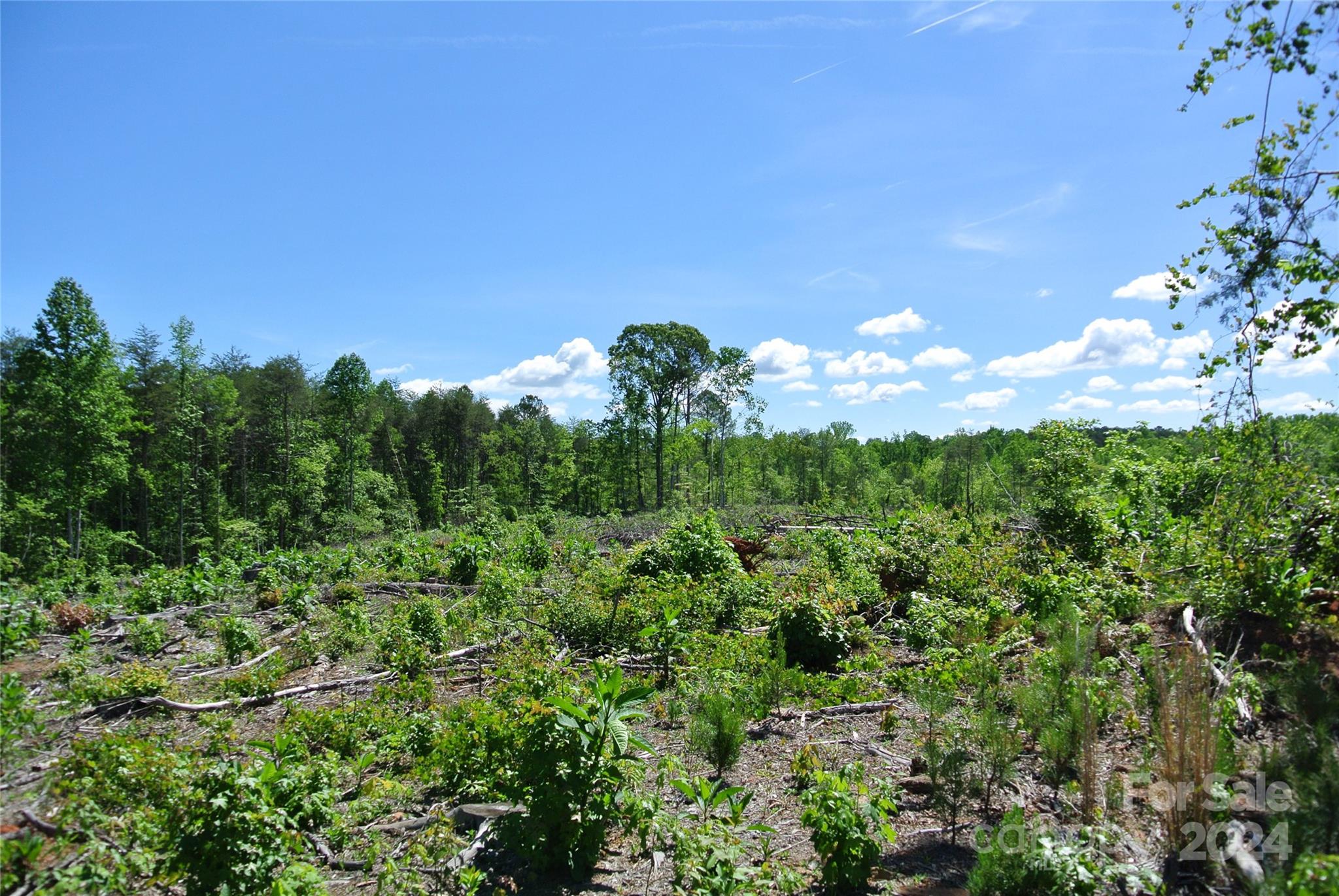 0 Hopper Road Forest City, NC 28043 - Photo 15 of 22 a view of a bunch of trees