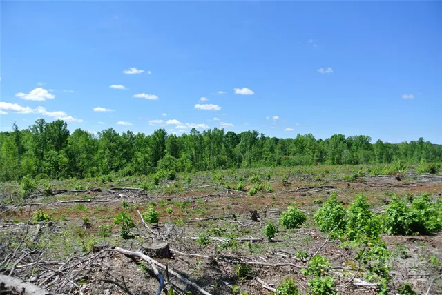 a view of a tree in a yard