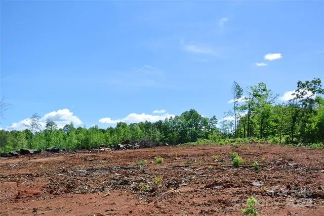 a view of a yard with plants and large trees