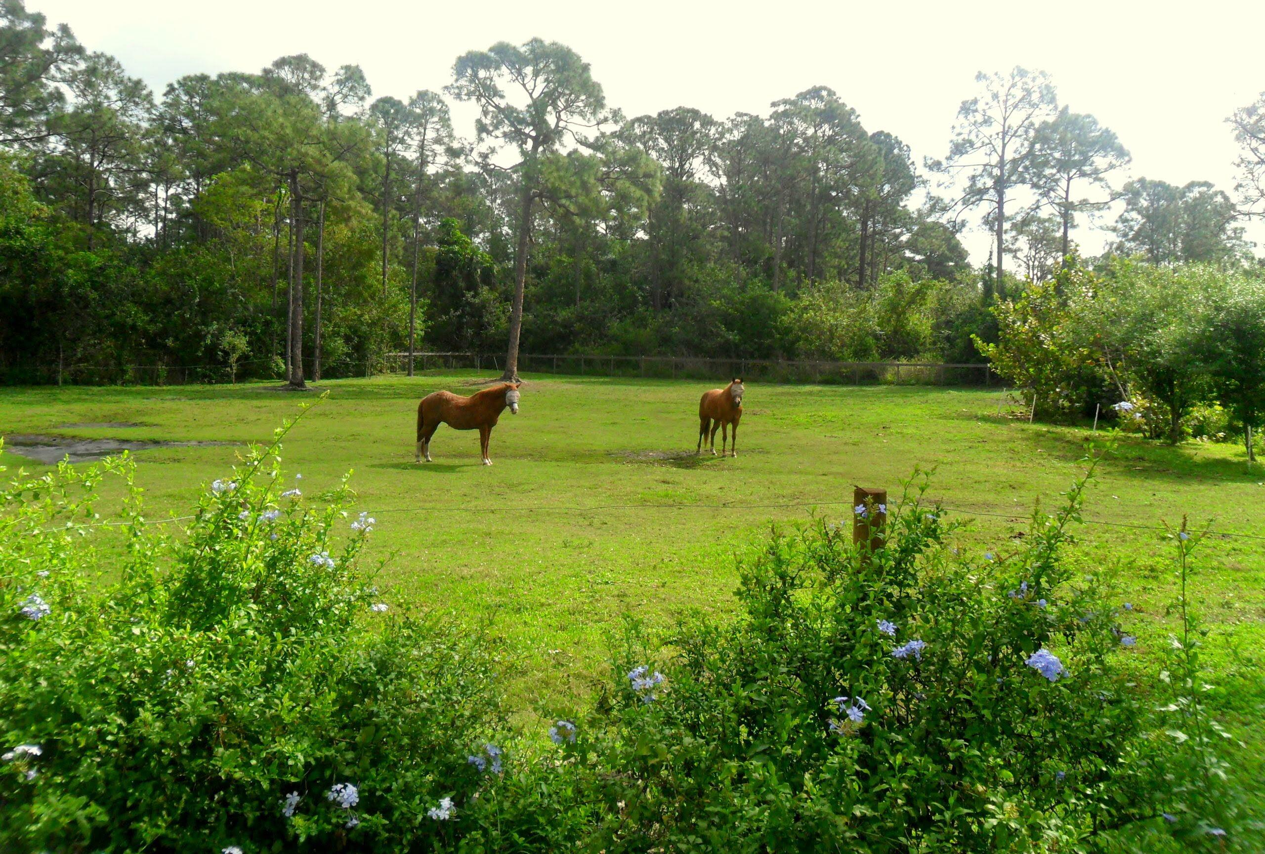 15531 42nd Road North Loxahatchee Groves, FL 33470 - Photo 42 of 62 IMG_9901