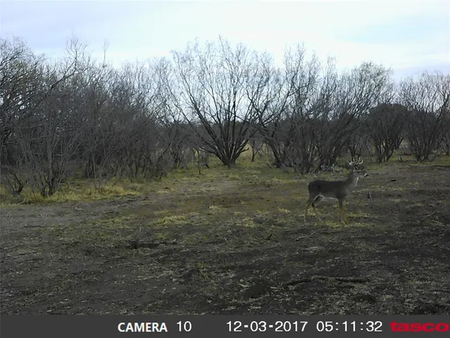 $285,000 | 9998 Hwy 67-84 Santa Anna Tx 76878, Coleman, TX 76834