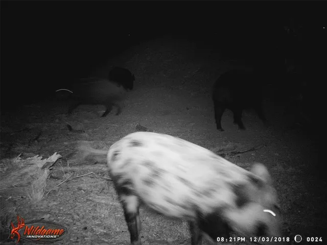 $285,000 | 9998 Hwy 67-84 Santa Anna Tx 76878, Coleman, TX 76834