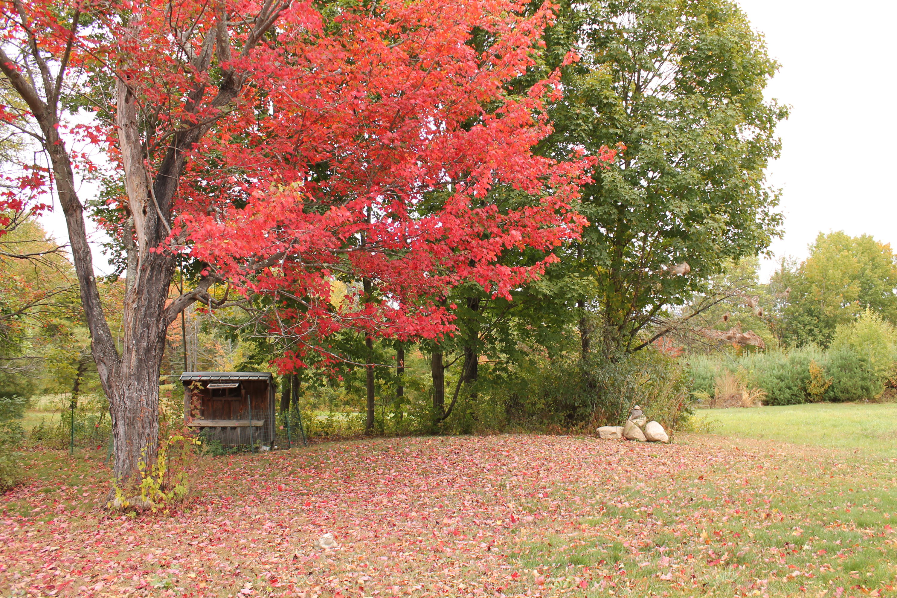 12 Libby Road West Newfield, ME 04095 - Photo 27 of 30 2019-10-06 10.53.57