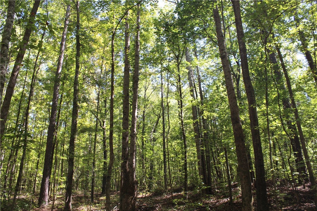 0 East Mill Road Goodwater, AL 35072 - Photo 11 of 11 Gallery Image 11