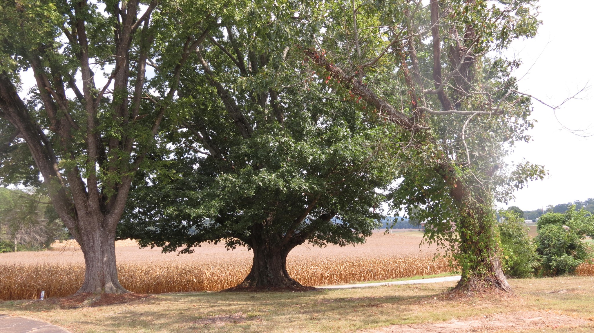 1318 Vise Loop Decaturville, TN 38329 - Photo 44 of 61 a view of a backyard of a house