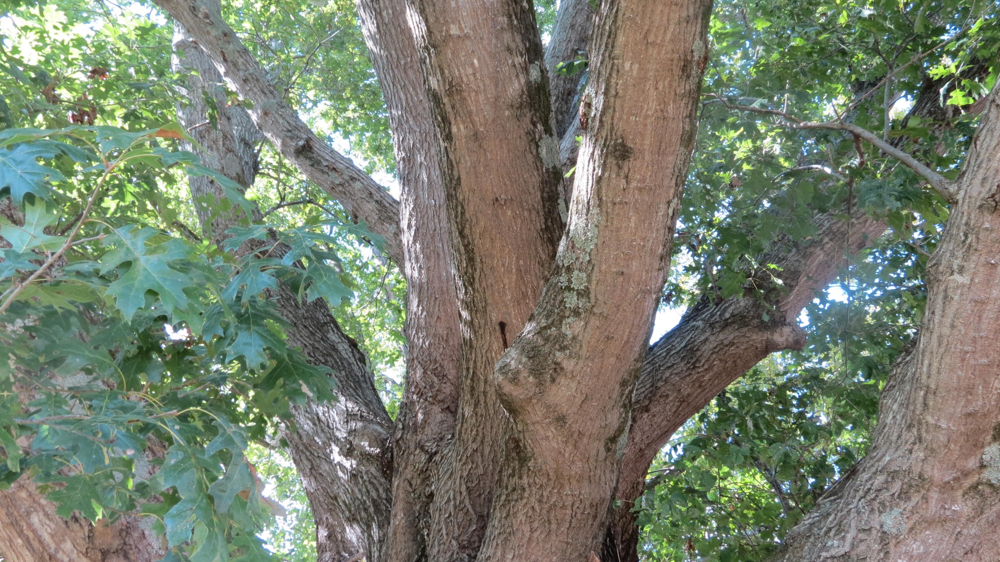 1318 Vise Loop Decaturville, TN 38329 - Photo 57 of 61 a picture of tree