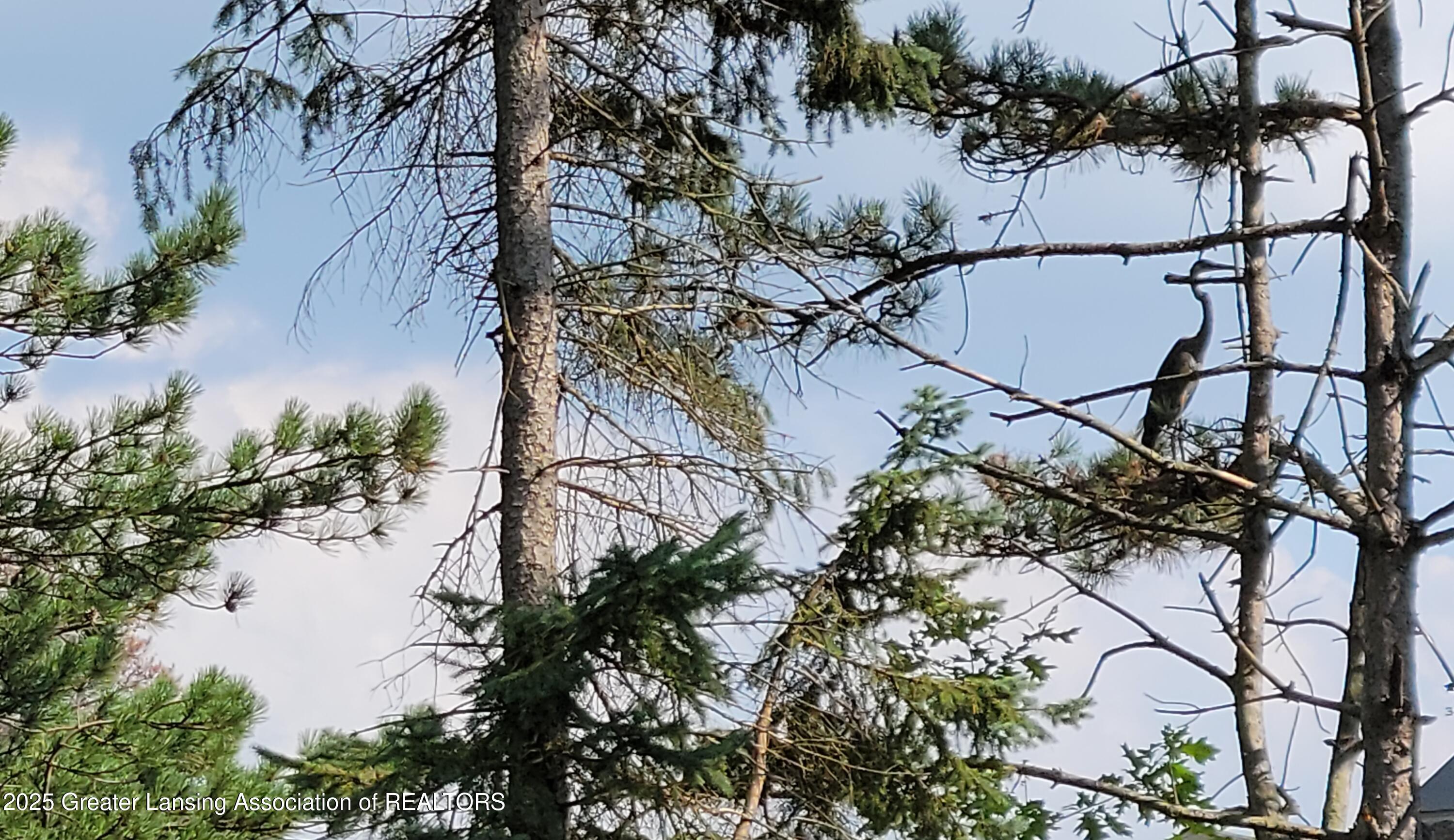 2865 Hagadorn Road Mason, MI 48854 - Photo 126 of 133 Blue heron visits our property