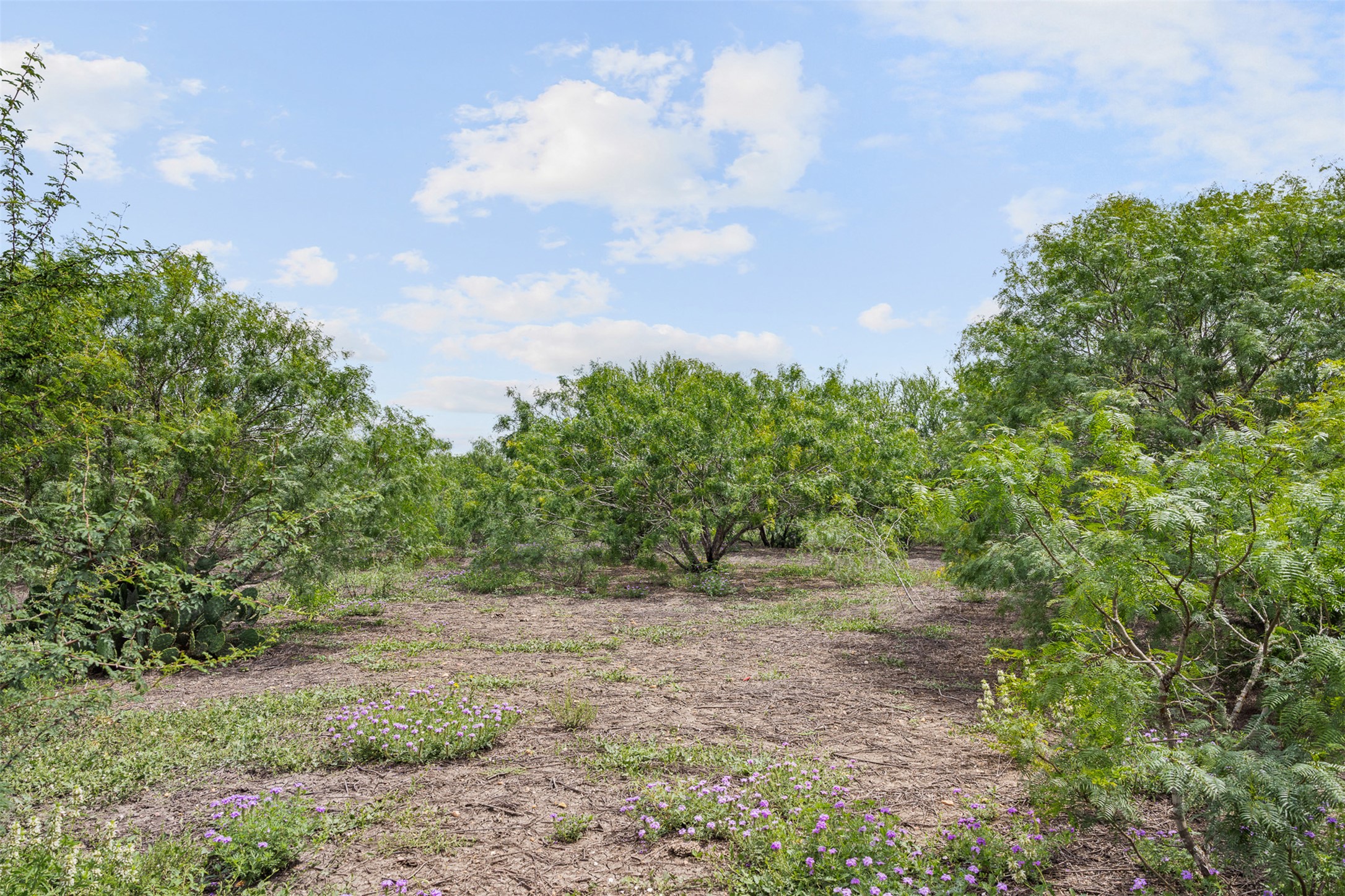 3315 Dry Creek Road Lockhart, TX 78644 - Photo 23 of 26 Vast natural terrain with scattered trees and budding flora, offering a serene landscape.
