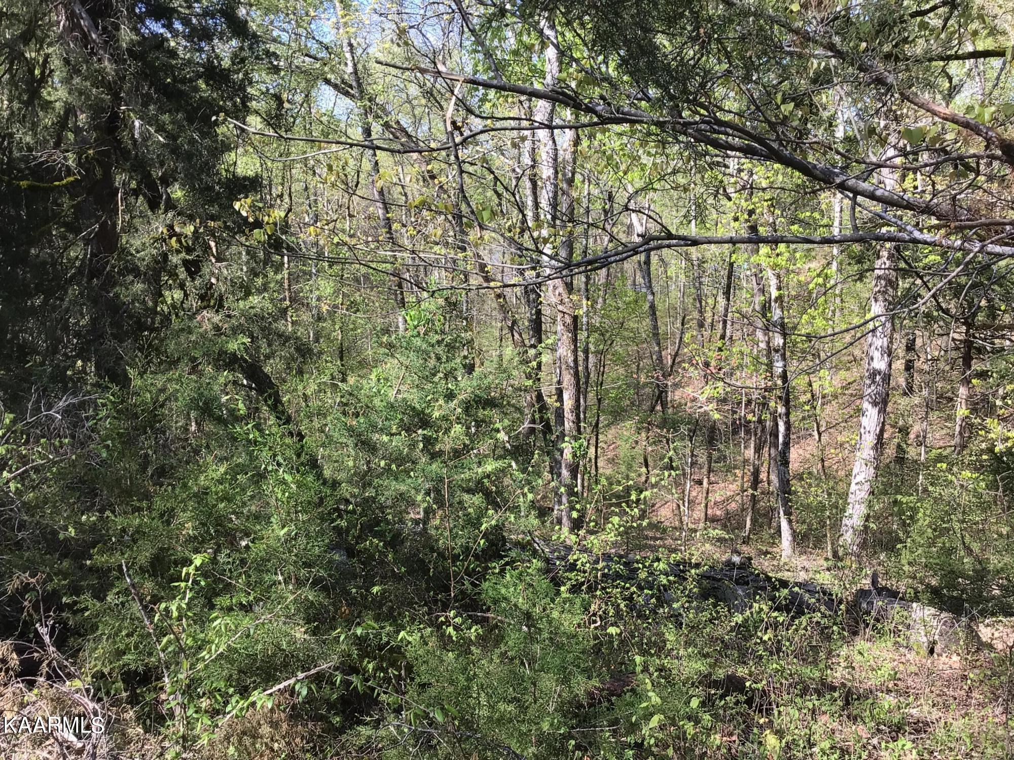 Tbd Buck Horn Road Sevierville, TN 37876 - Photo 2 of 14 IMG_0069