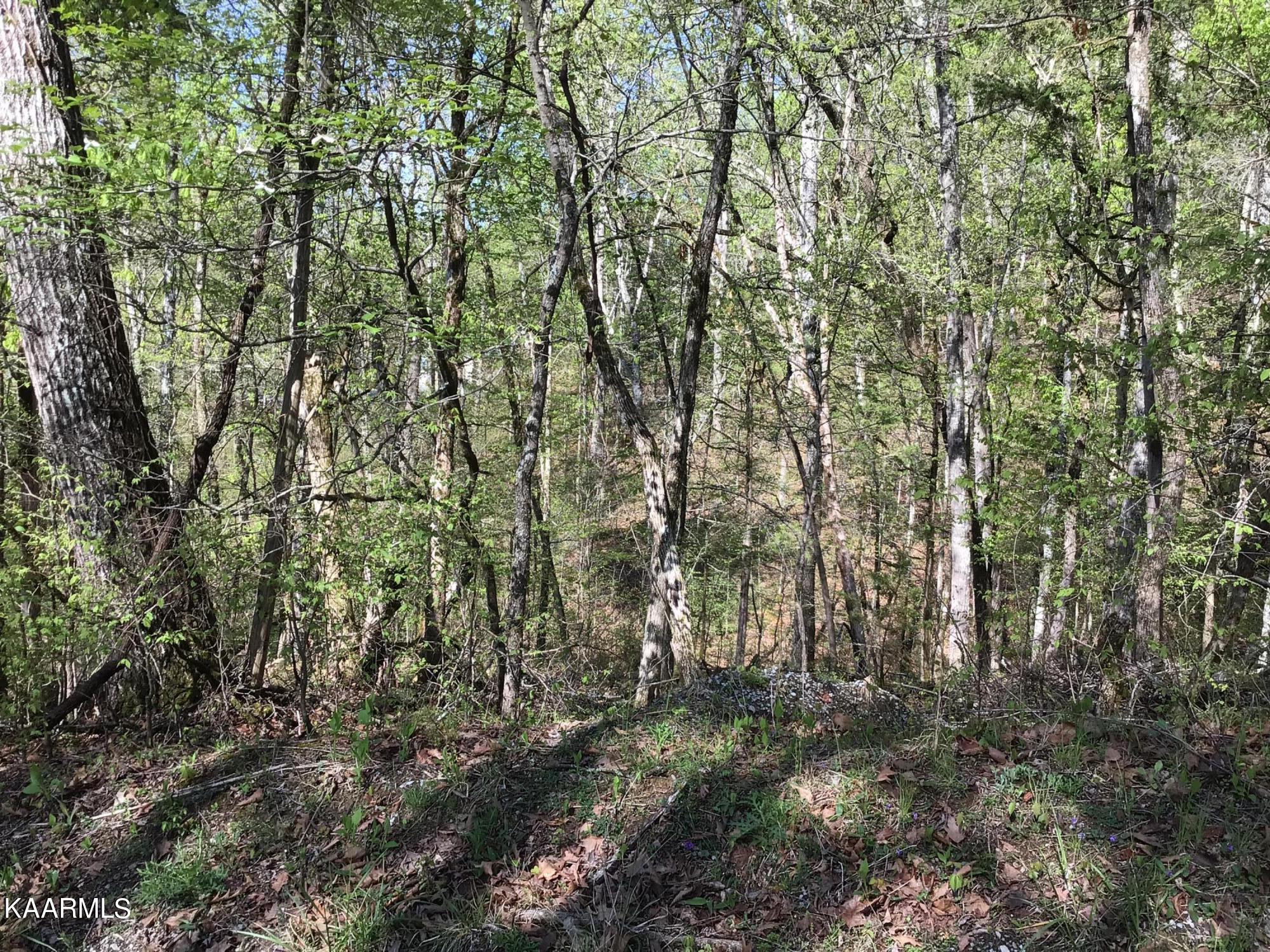 Tbd Buck Horn Road Sevierville, TN 37876 - Photo 3 of 14 IMG_0070