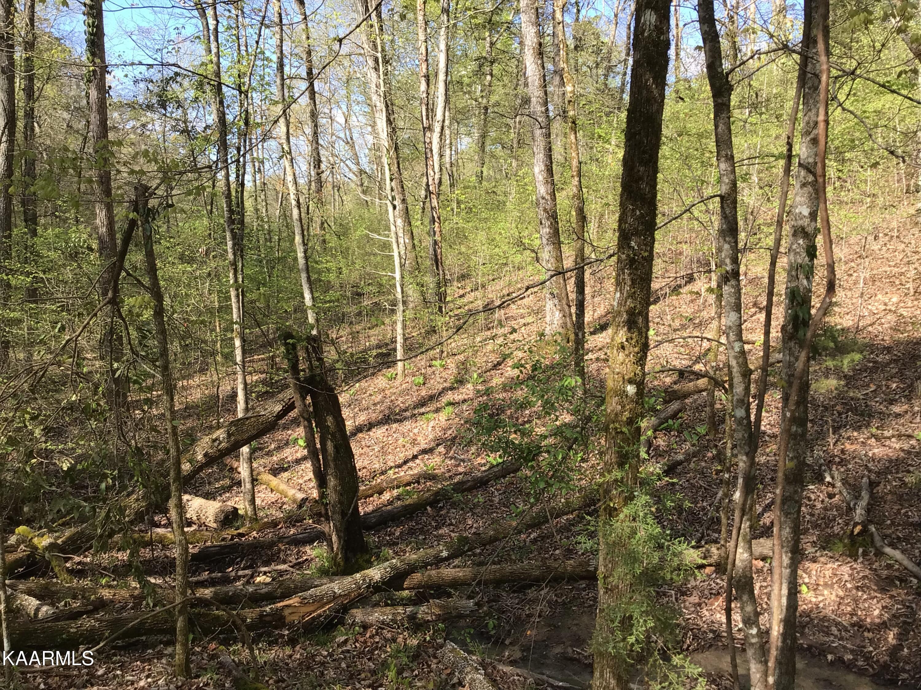 Tbd Buck Horn Road Sevierville, TN 37876 - Photo 6 of 14 IMG_0074