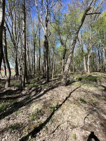 a view of a yard with trees