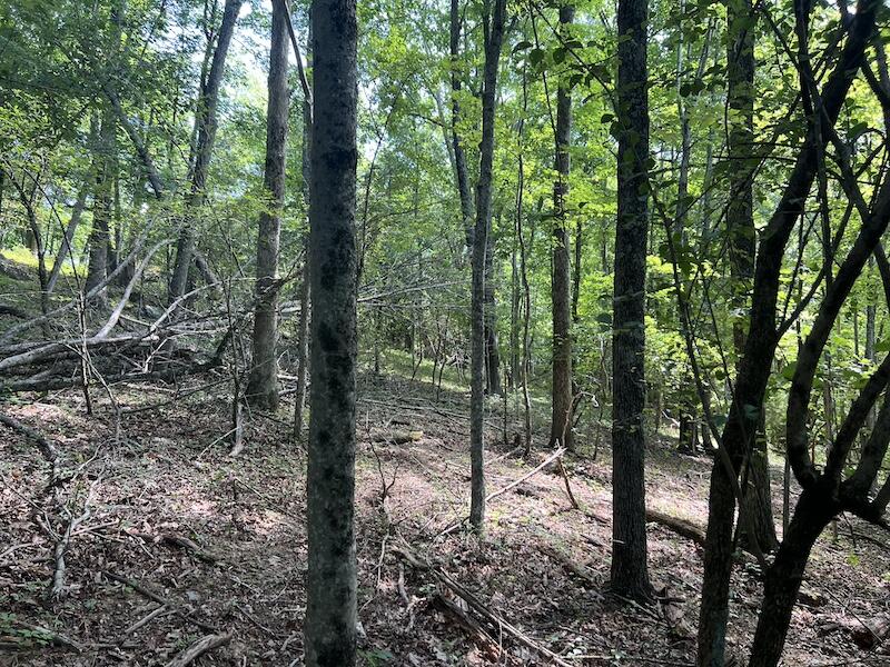 200 Penny Royal Road Pilot, VA 24138 - Photo 15 of 33 a view of a forest