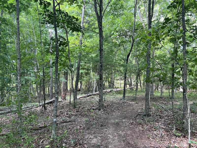 200 Penny Royal Road Pilot, VA 24138 - Photo 20 of 33 a view of outdoor space and trees