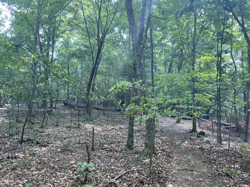 200 Penny Royal Road Pilot, VA 24138 - Photo 21 of 33 a view of a forest with trees