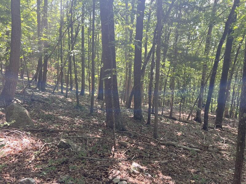 200 Penny Royal Road Pilot, VA 24138 - Photo 22 of 33 a view of a forest with trees