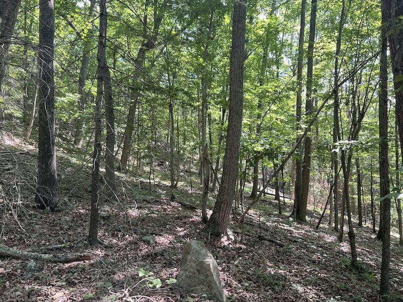 200 Penny Royal Road Pilot, VA 24138 - Photo 23 of 33 a view of forest