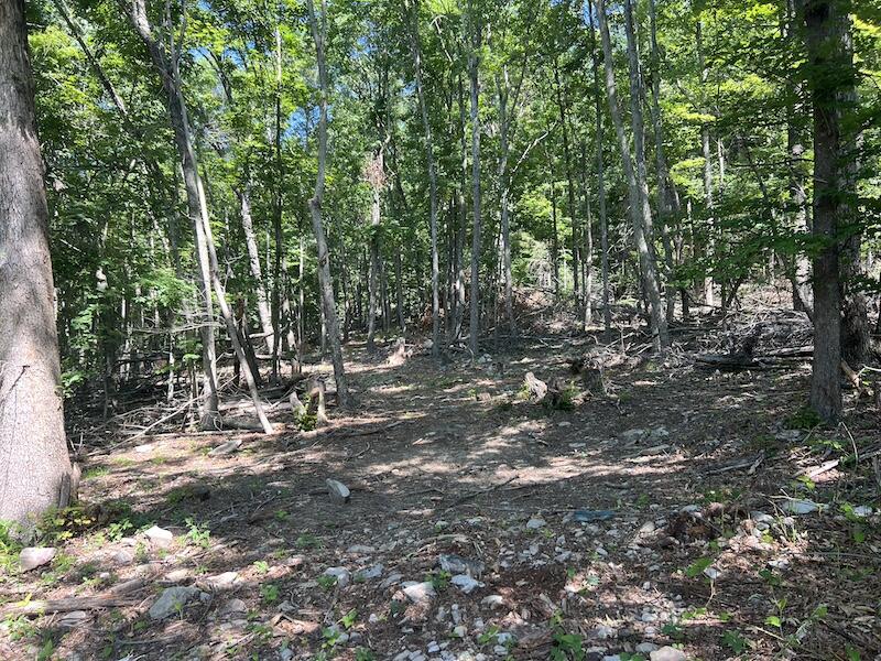 200 Penny Royal Road Pilot, VA 24138 - Photo 29 of 33 a view of forest