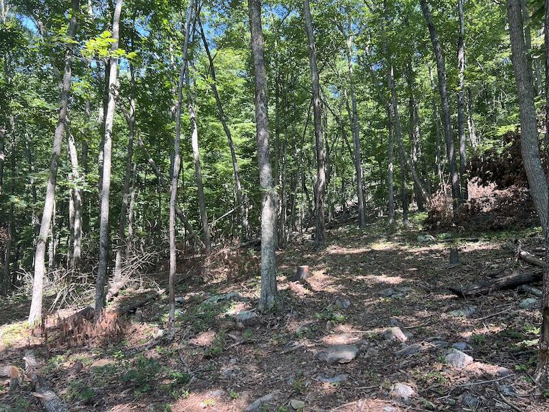 200 Penny Royal Road Pilot, VA 24138 - Photo 30 of 33 a view of a forest with trees