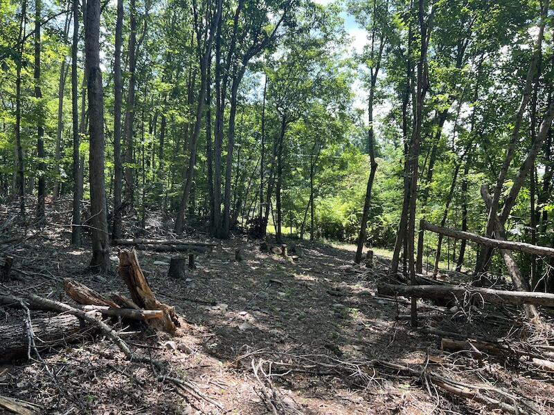 200 Penny Royal Road Pilot, VA 24138 - Photo 31 of 33 a view of a forest with trees