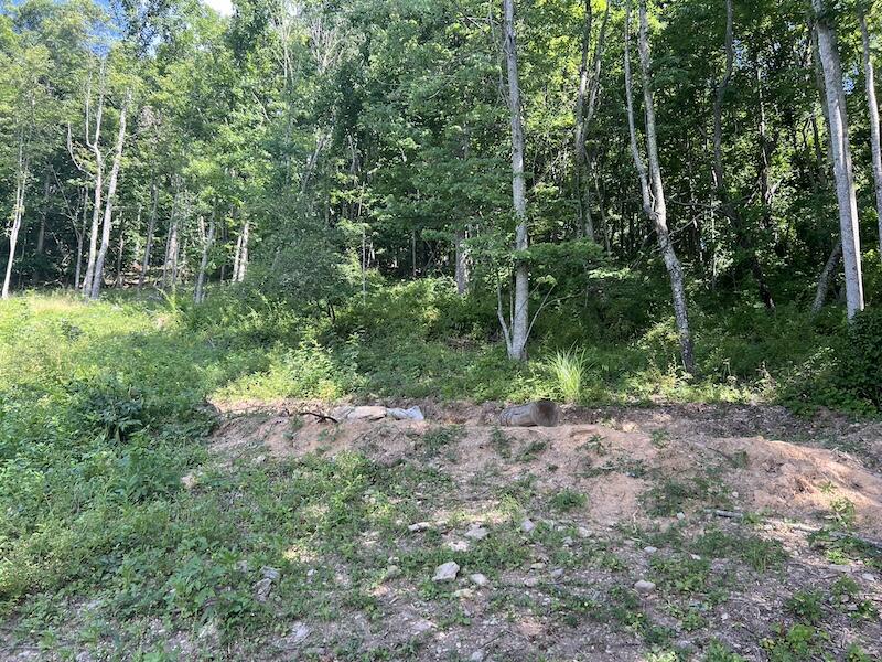 200 Penny Royal Road Pilot, VA 24138 - Photo 5 of 33 a view of a forest with trees in the background