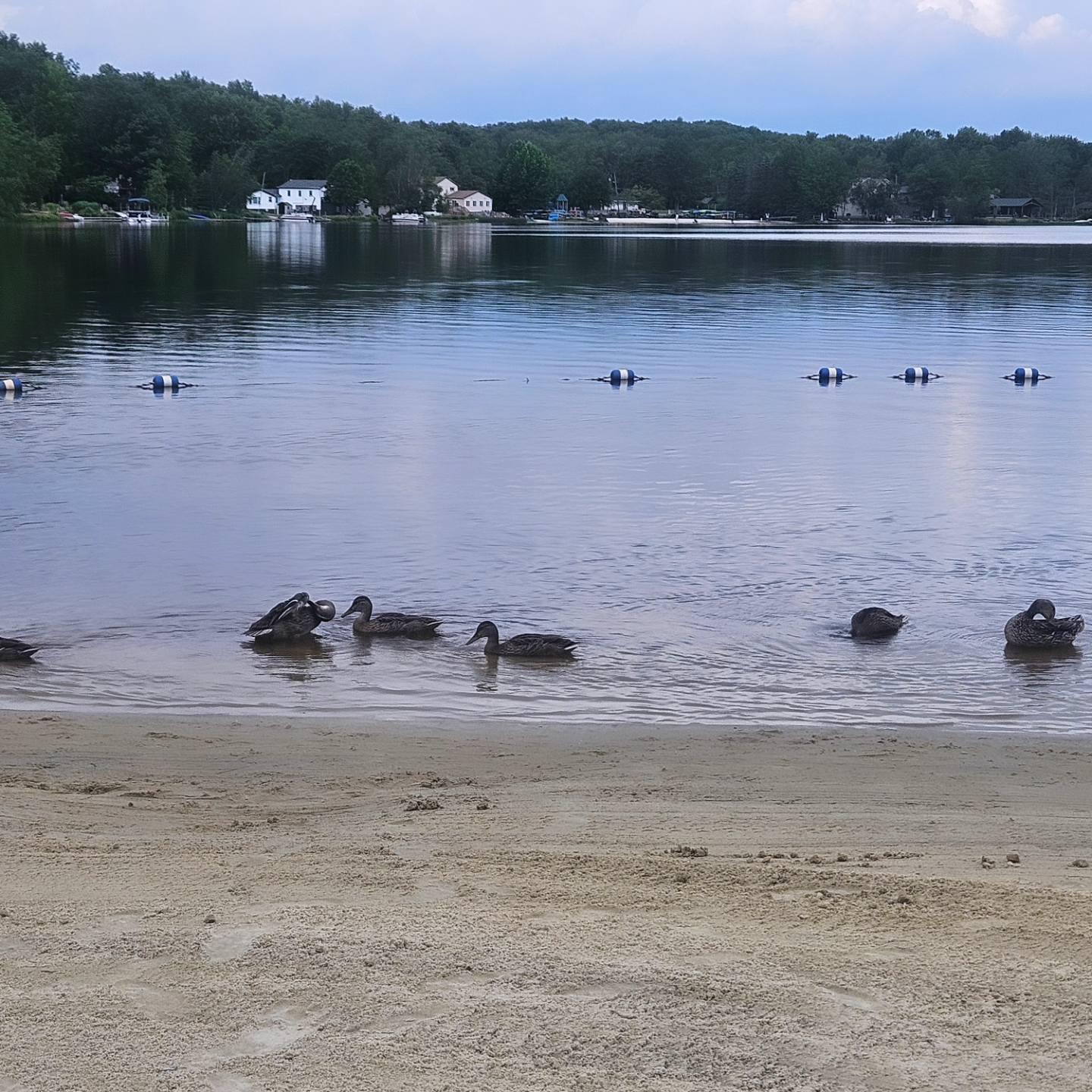 11 Cheilo Path Pocono Lake, PA 18347 - Photo 5 of 20 a view of a lake with a mountain