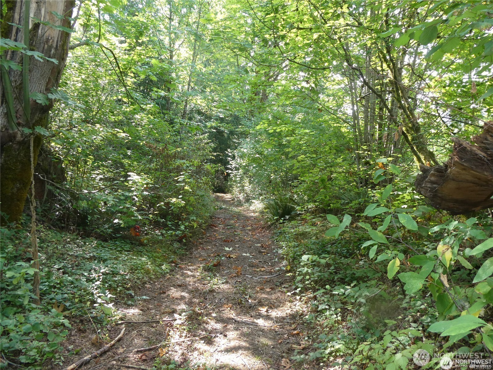 1212 Croft Avenue Gold Bar, WA 98251 - Photo 11 of 18 a view of a lush green forest