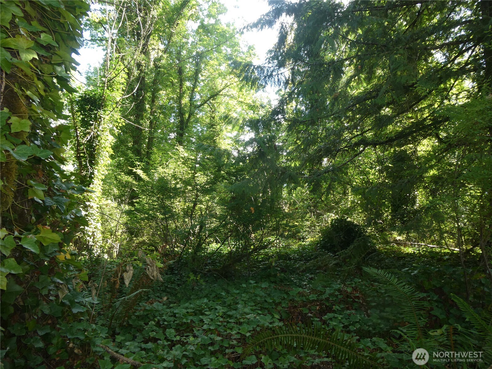 1212 Croft Avenue Gold Bar, WA 98251 - Photo 12 of 18 a view of a lush green forest