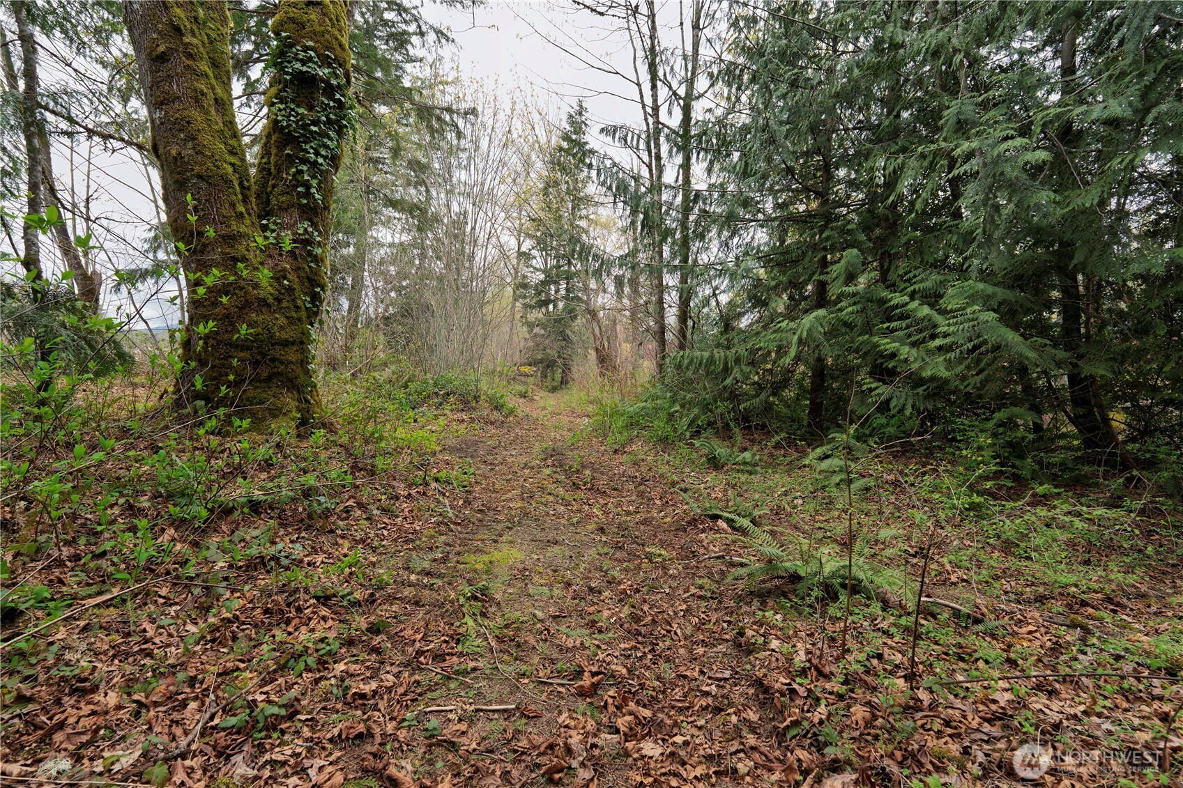 1212 Croft Avenue Gold Bar, WA 98251 - Photo 5 of 18 a view of a lush green forest