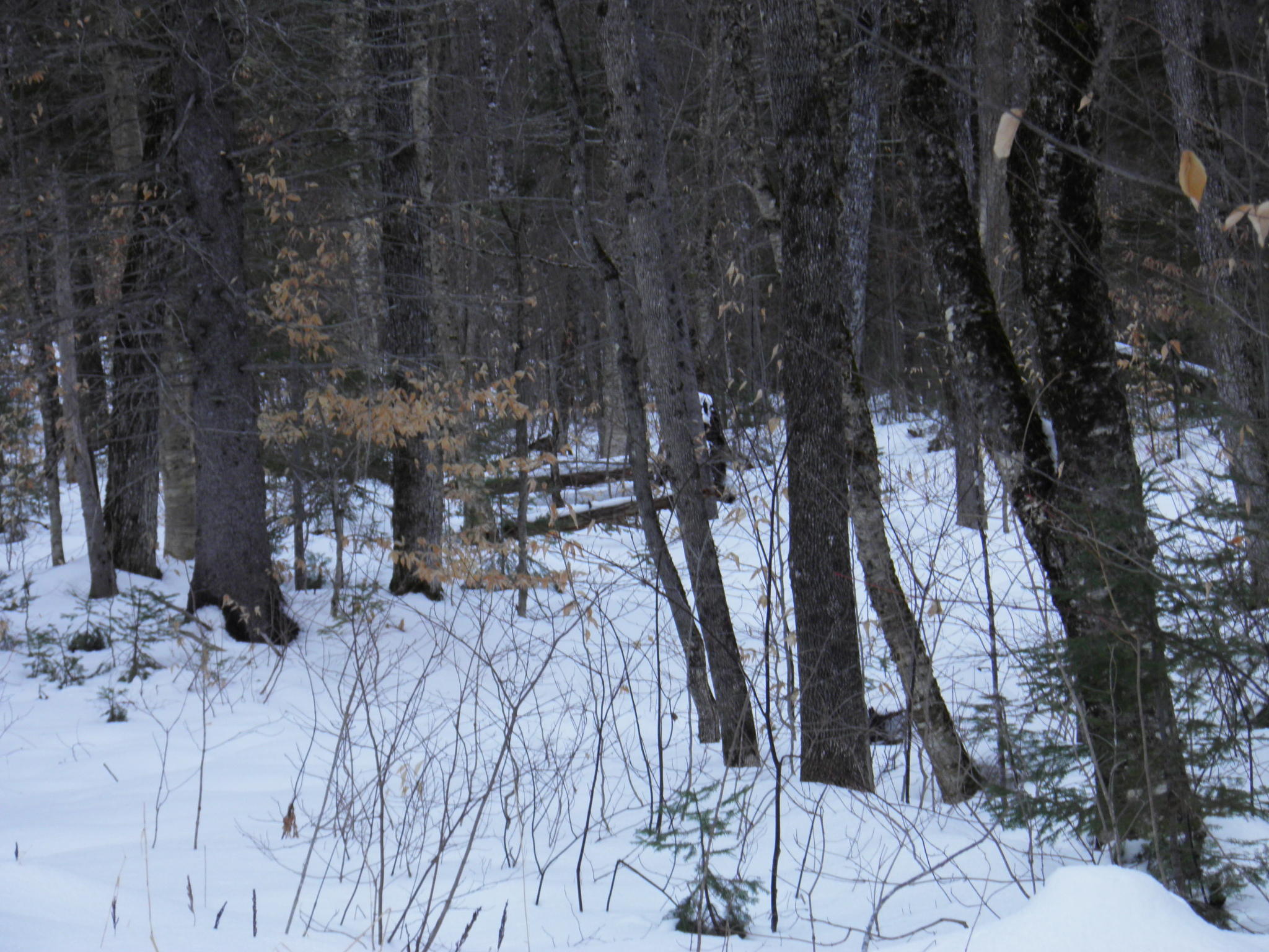 14 Black Point Road Mount Chase, ME 04765 - Photo 7 of 7 P1040029