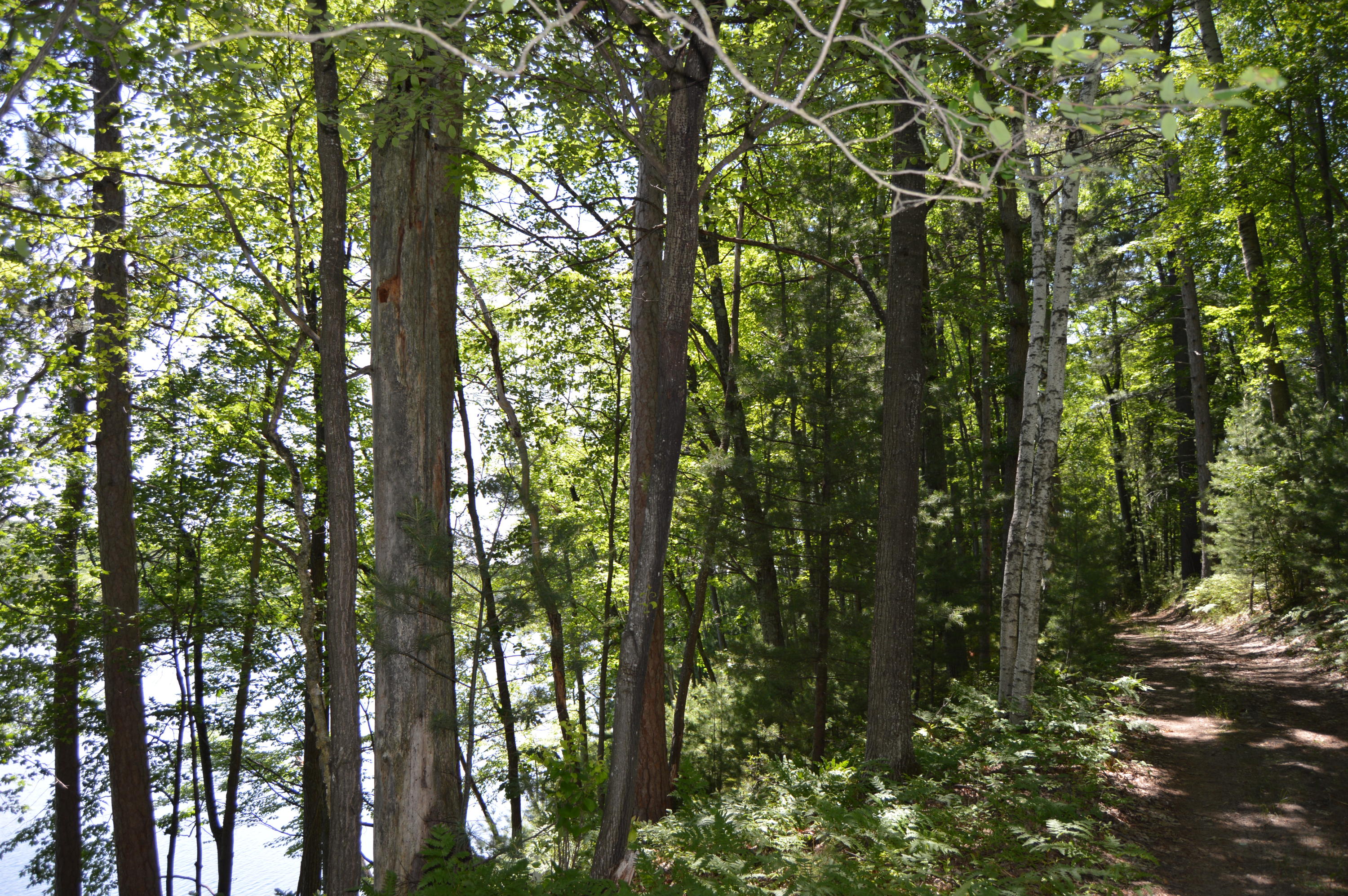 253 Loon Lake Loop Road Rose City, MI 48654 - Photo 17 of 17 Gallery Image 17