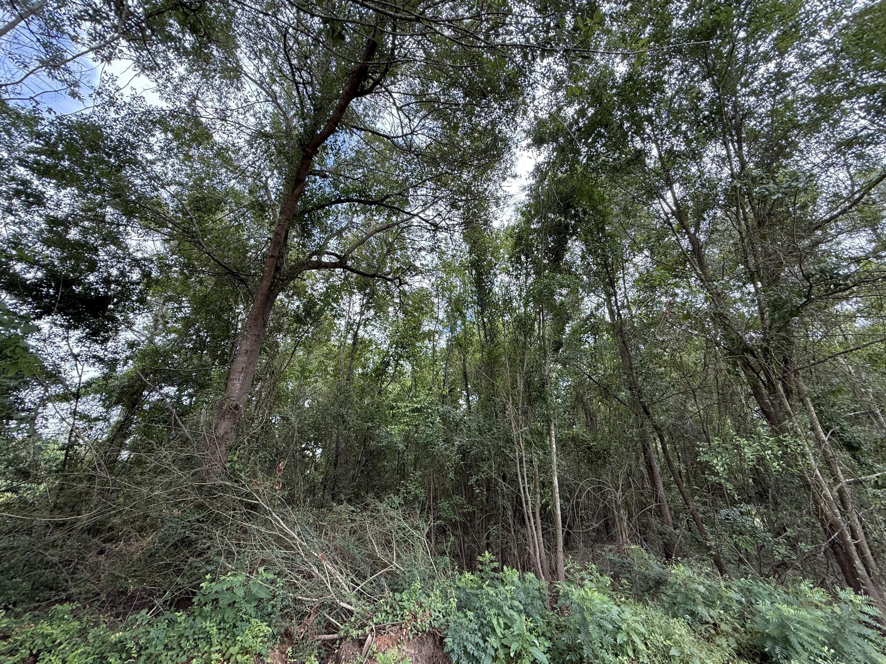 0 Live Oak Lane Barnwell, SC 29812 - Photo 19 of 23 IMG_2586