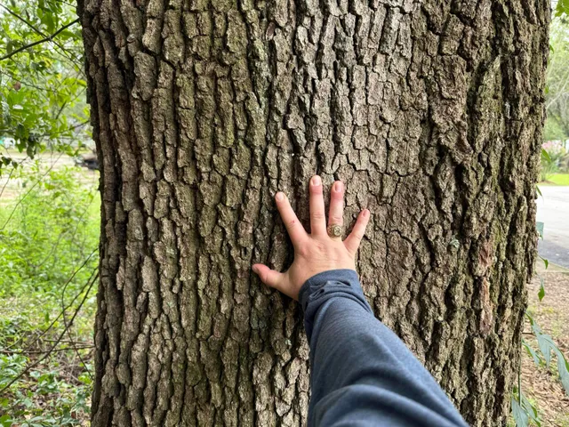 $22,000 | 0 Live Oak Lane, Barnwell, SC 29812