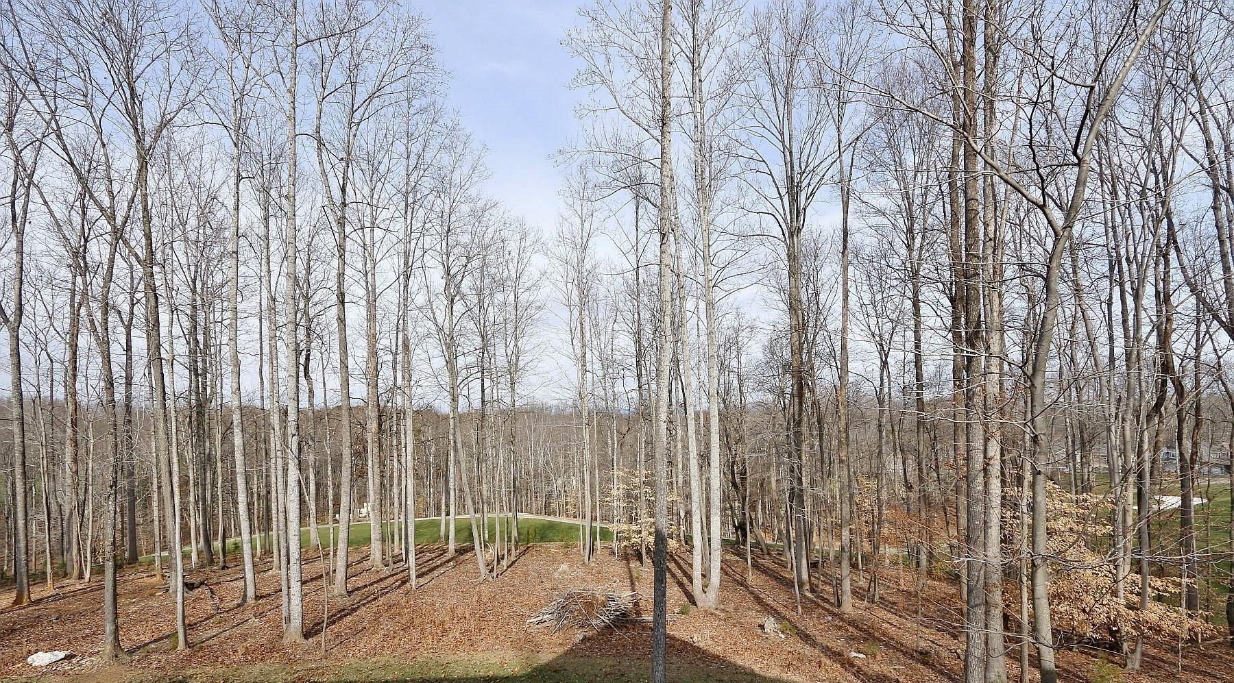 1177 Windlass Road Moneta, VA 24121 - Photo 73 of 91 Back Yard Views (1)