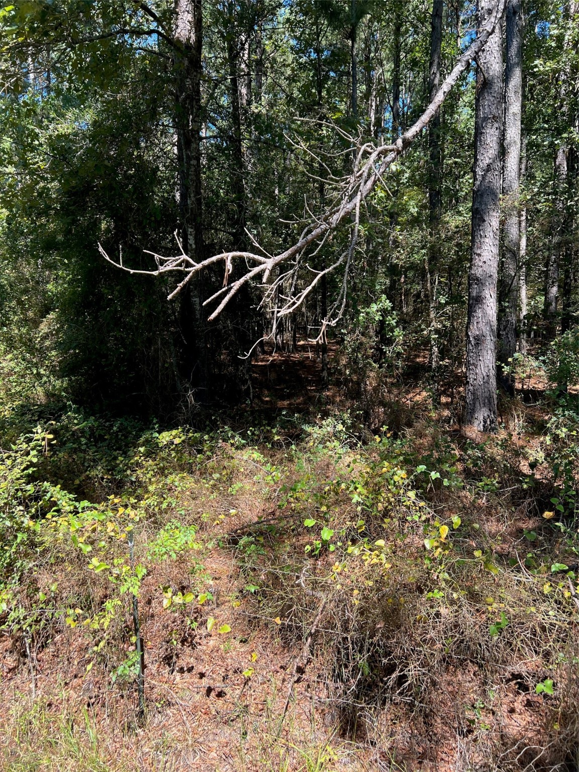 0 Eddington Road Marshall, TX 75670 - Photo 5 of 7