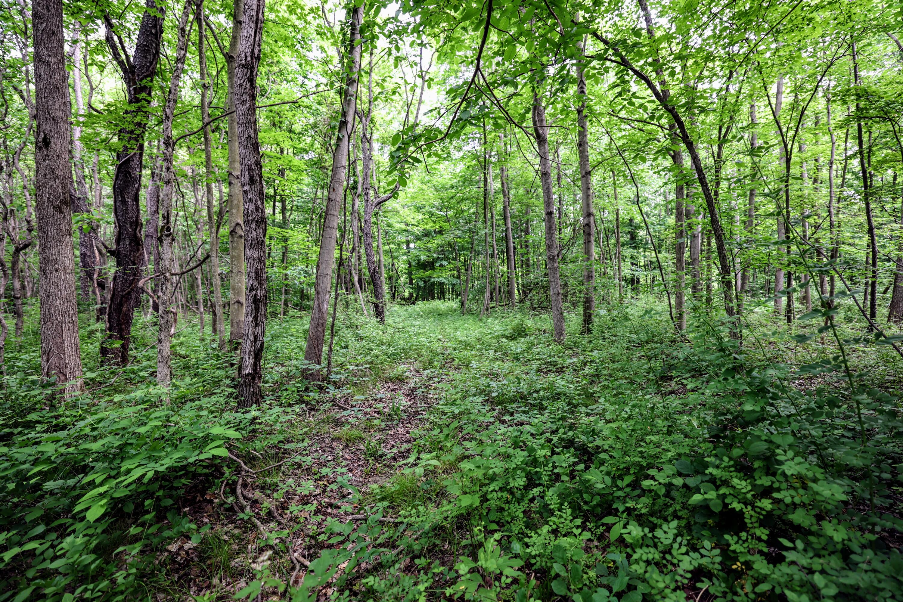 Vl Black River Road Bangor, MI 49013 - Photo 49 of 54 49