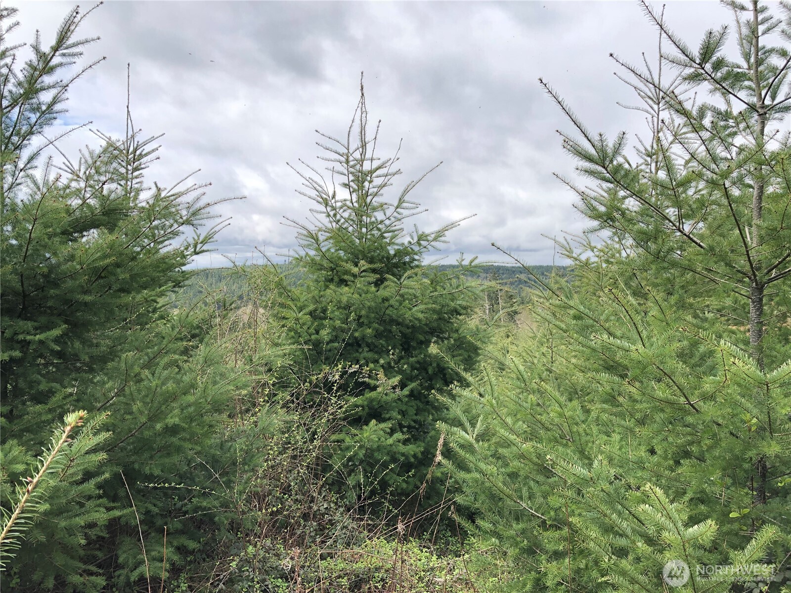 217-xx Thompson Creek Road Southeast Tenino, WA 98589 - Photo 12 of 12 a view of a yard