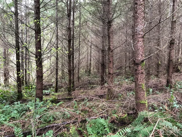 a view of outdoor space and tree