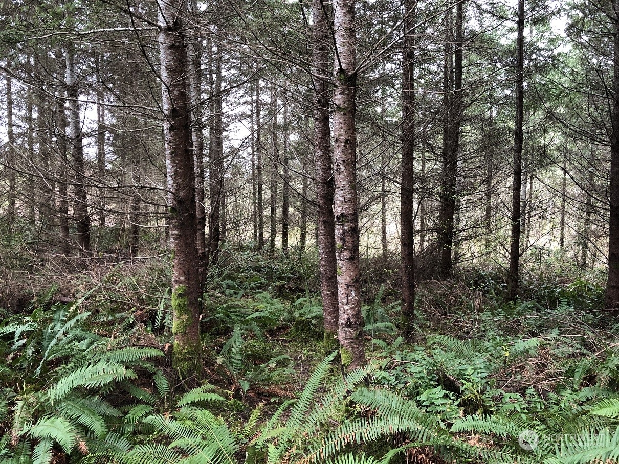 217-xx Thompson Creek Road Southeast Tenino, WA 98589 - Photo 3 of 8 a view of forest