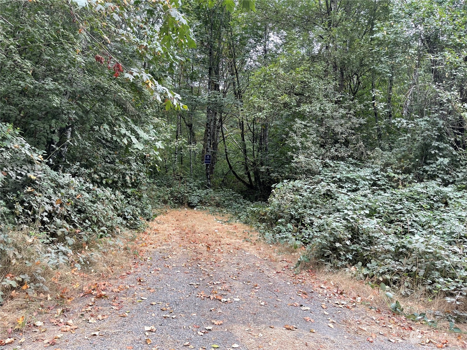 217-xx Thompson Creek Road Southeast Tenino, WA 98589 - Photo 4 of 8 a view of a forest with trees in the background