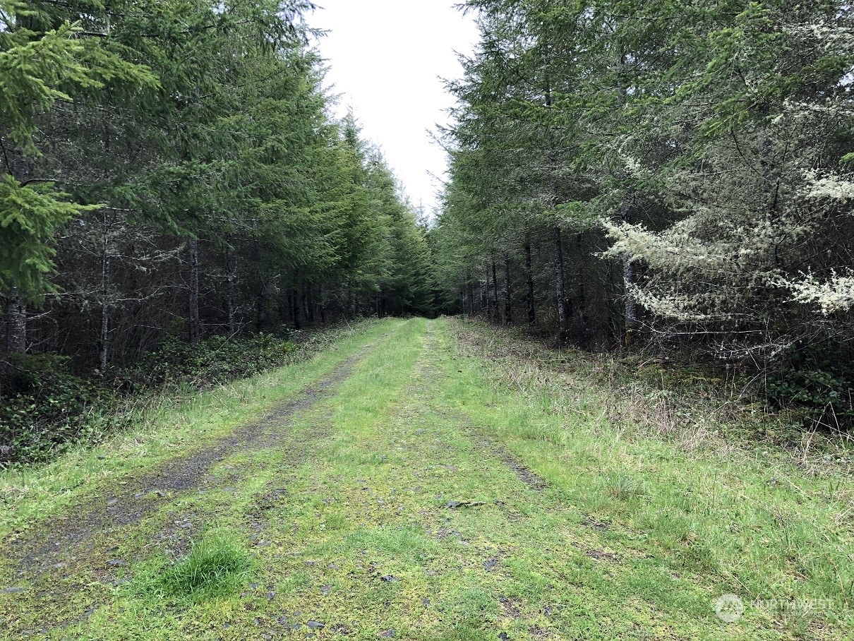 217-xx Thompson Creek Road Southeast Tenino, WA 98589 - Photo 6 of 12 a view of backyard with green space