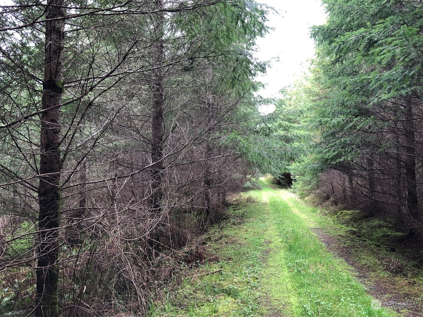 217-xx Thompson Creek Road Southeast Tenino, WA 98589 - Photo 6 of 8 a backyard of a house with lots of green space