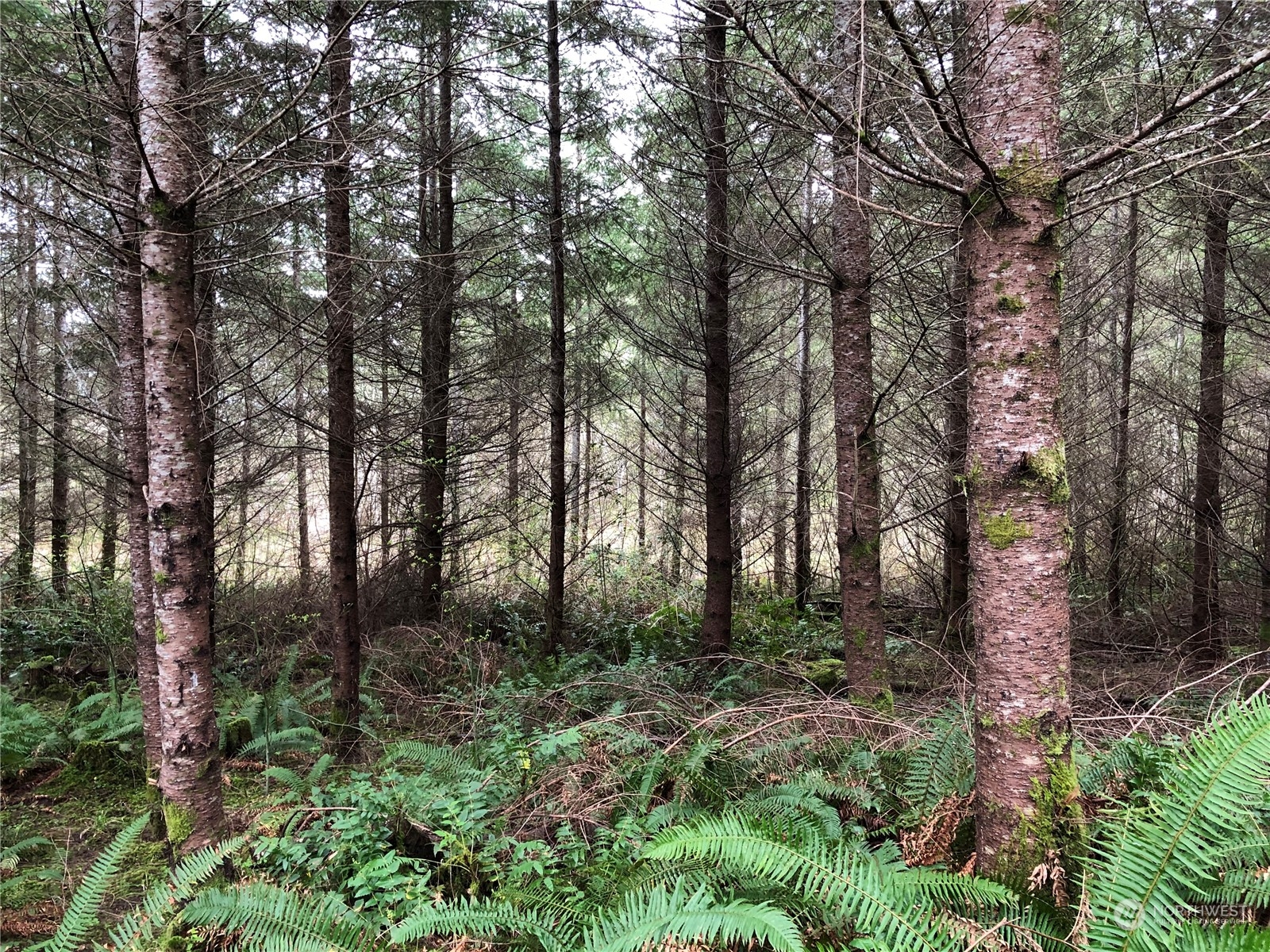217-xx Thompson Creek Road Southeast Tenino, WA 98589 - Photo 7 of 8 a view of outdoor space and green space