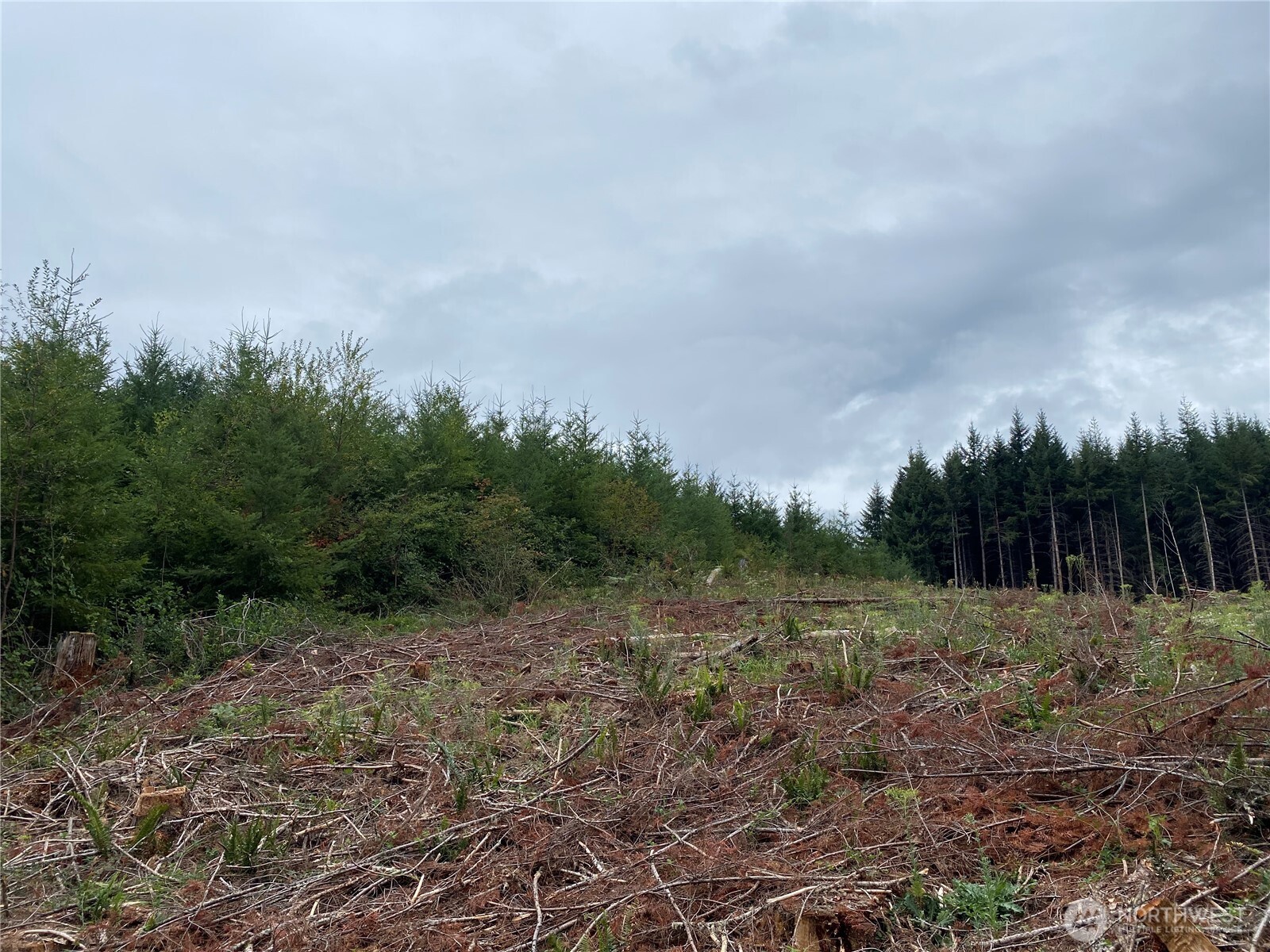 217-xx Thompson Creek Road Southeast Tenino, WA 98589 - Photo 10 of 12 a view of a field with trees in background