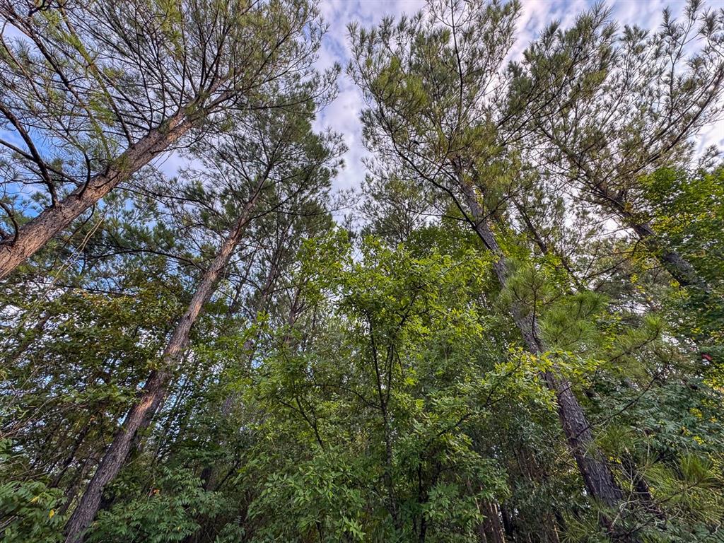 2 Red Rock Road Robeline, LA 71469 - Photo 12 of 16 a view of a lush green forest