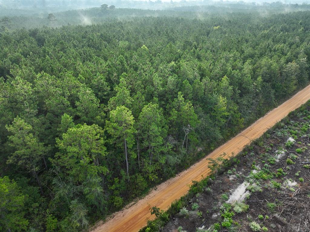 2 Red Rock Road Robeline, LA 71469 - Photo 3 of 16 a view of a forest from a balcony